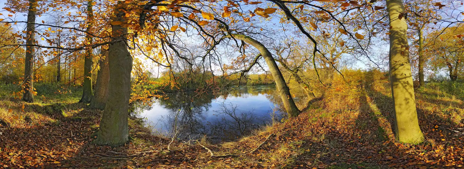 autumn, trees, viewes, Pond - car