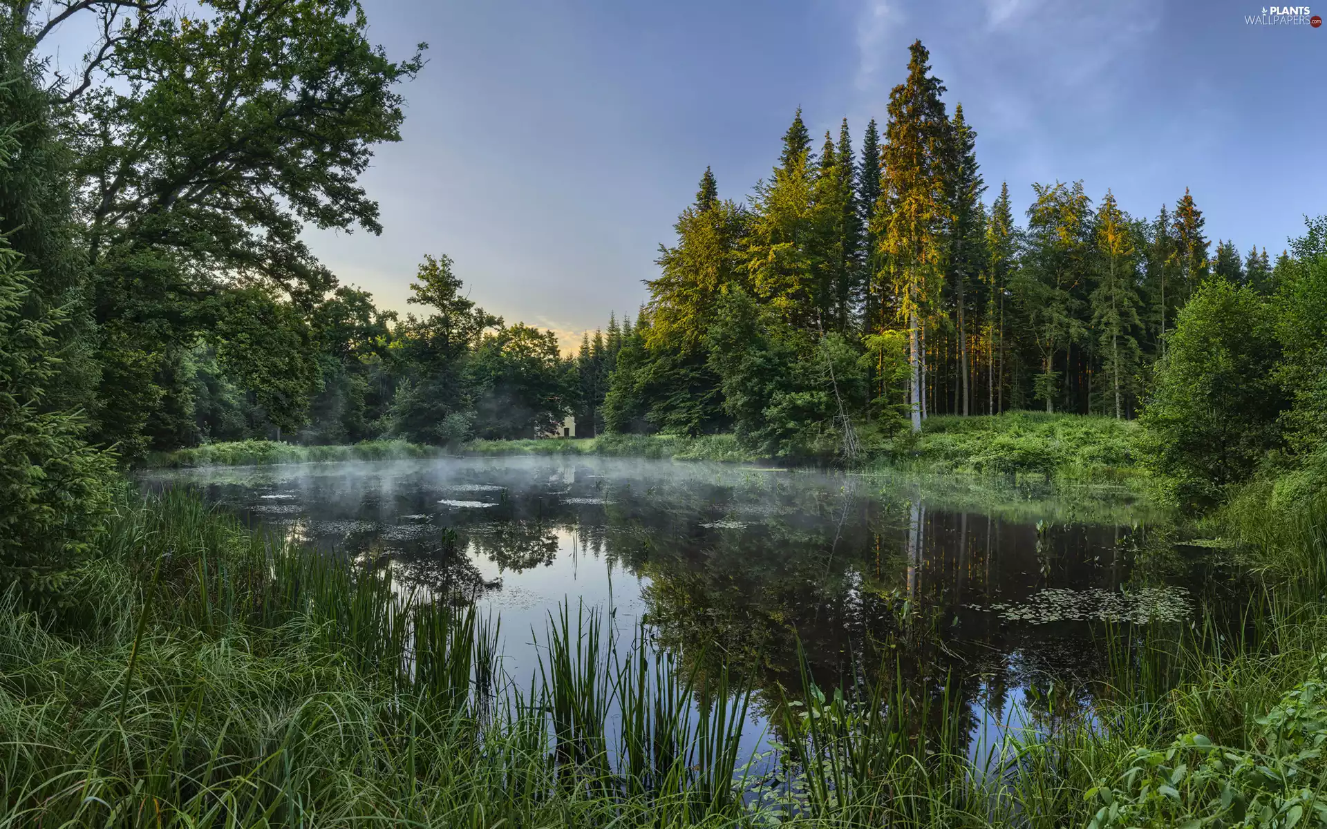 viewes, green ones, grass, trees, forest, Pond - car, Fog