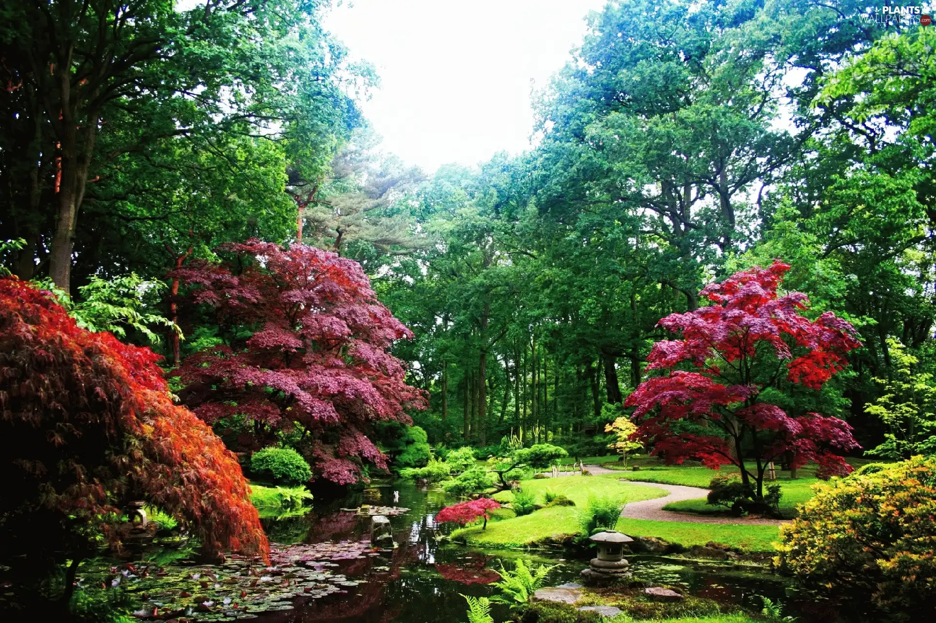 Park, trees, viewes, Pond - car