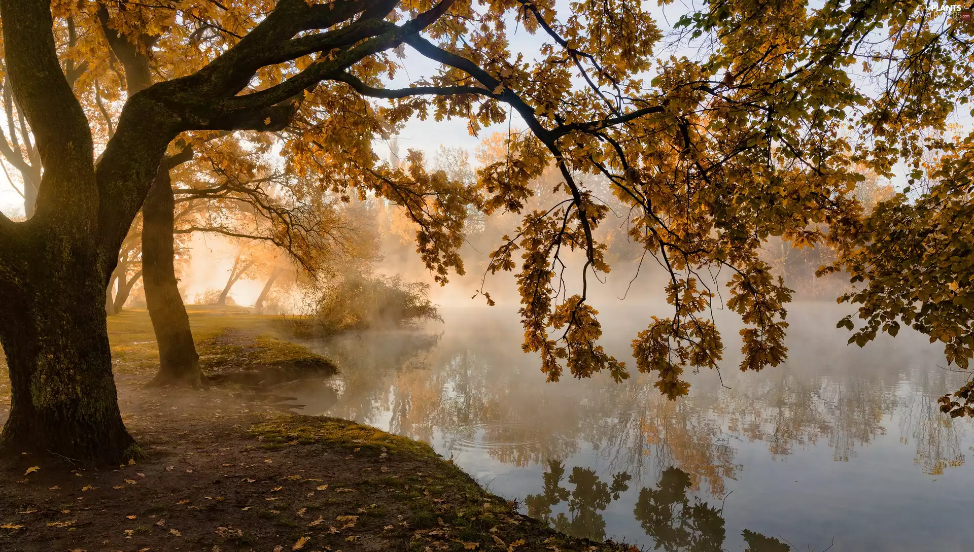 autumn, viewes, Pond - car, trees