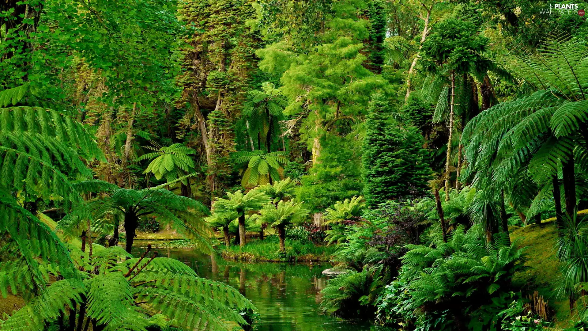 forest, viewes, Pond - car, trees