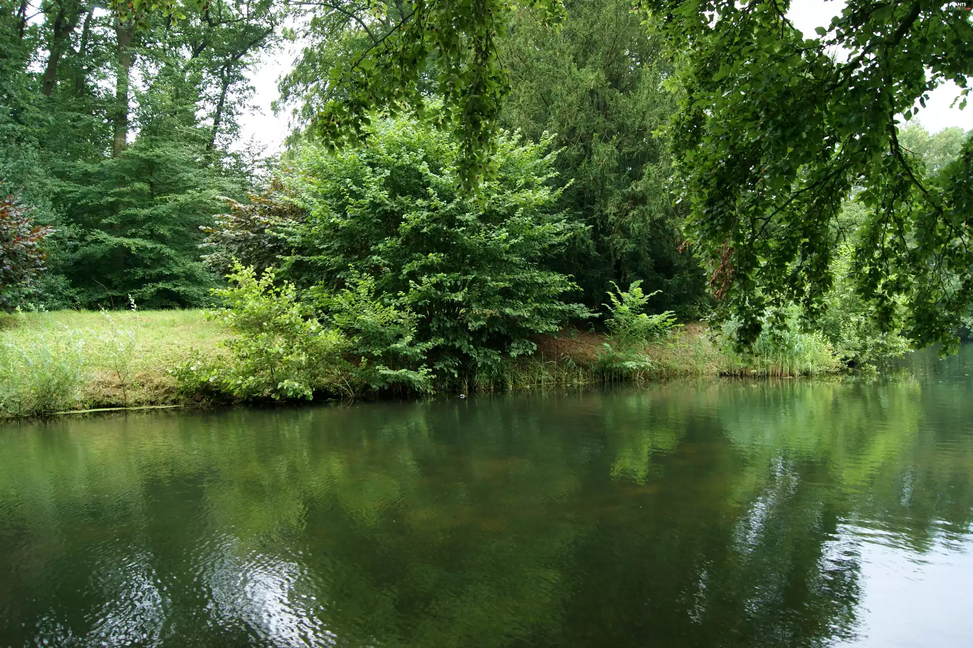 Park, viewes, Pond - car, trees