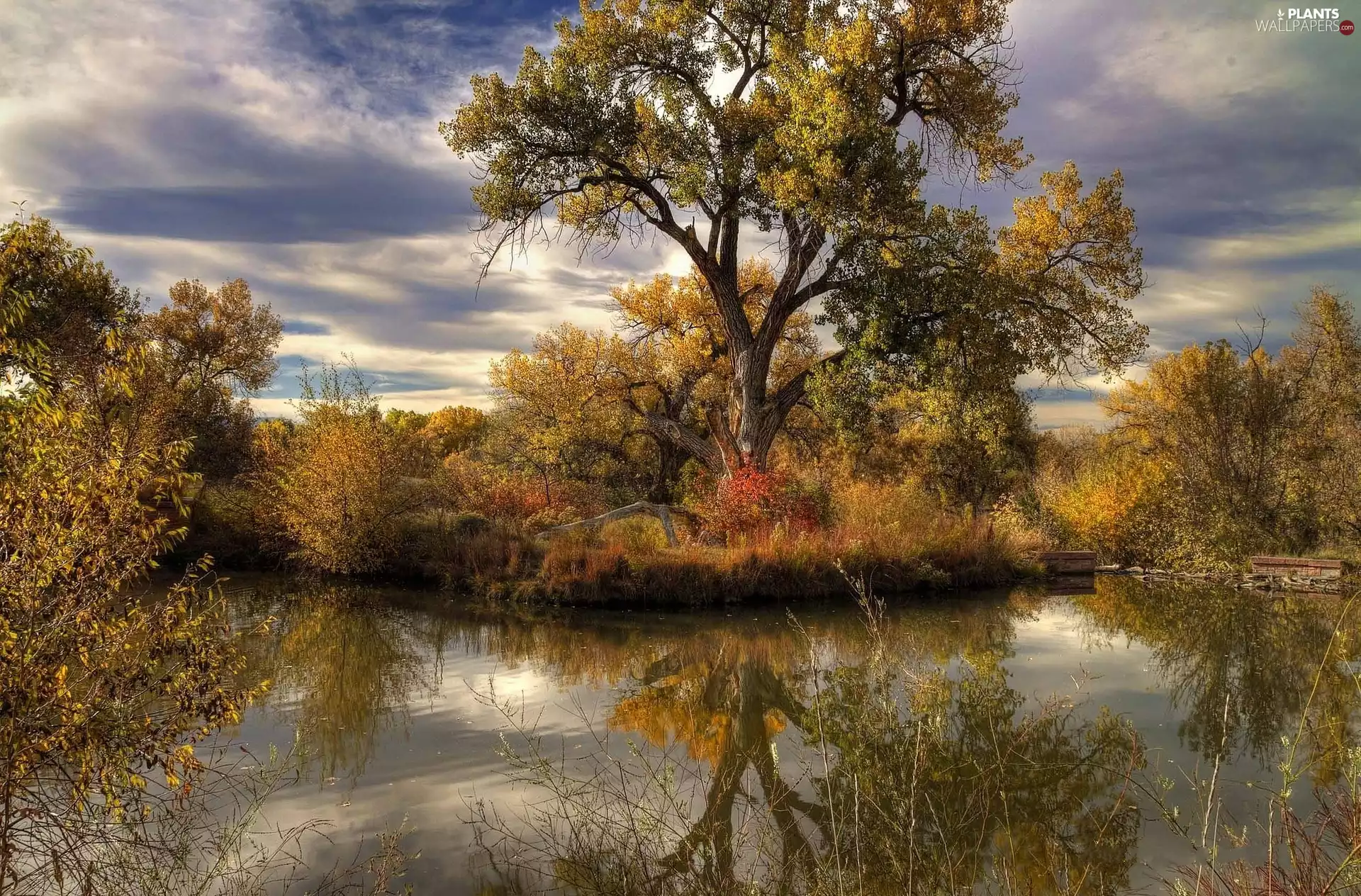 Pond - car, trees, viewes