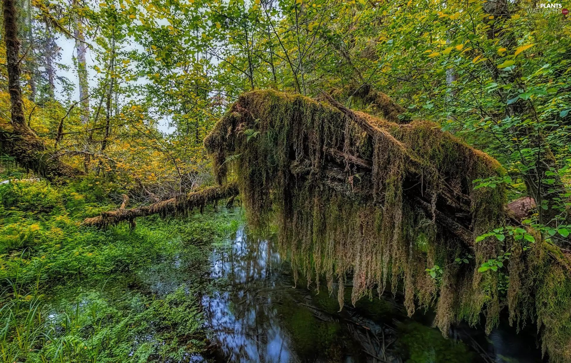 mossy, forest, trees, viewes, fallen, pool