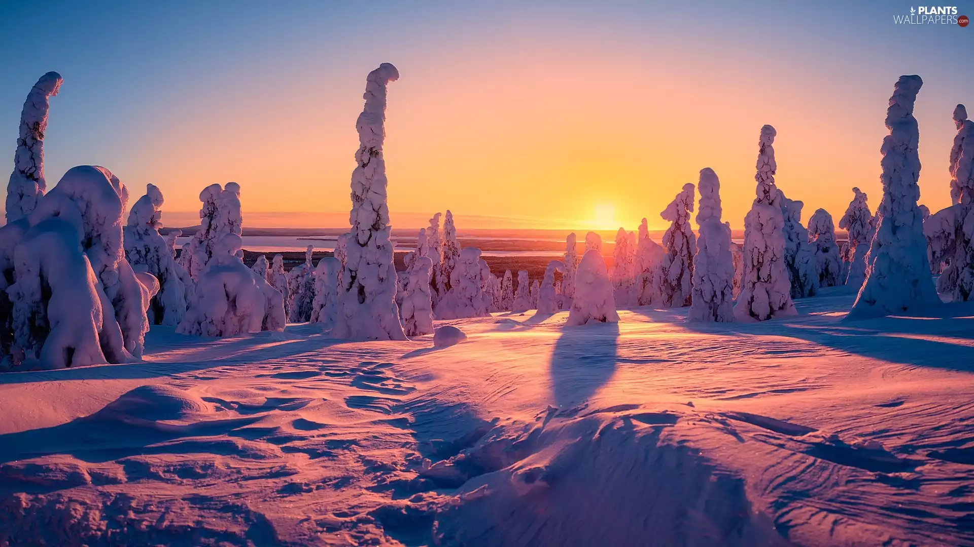 Lapland, Finland, Municipality of Posio, Riisitunturi National Park, viewes, Great Sunsets, Snowy, trees, winter