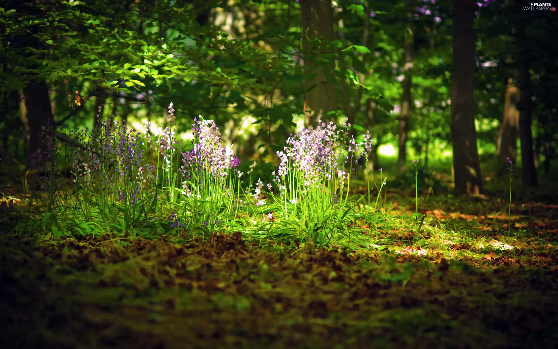 litter, trees, purple, viewes, forest, Leaf, Flowers