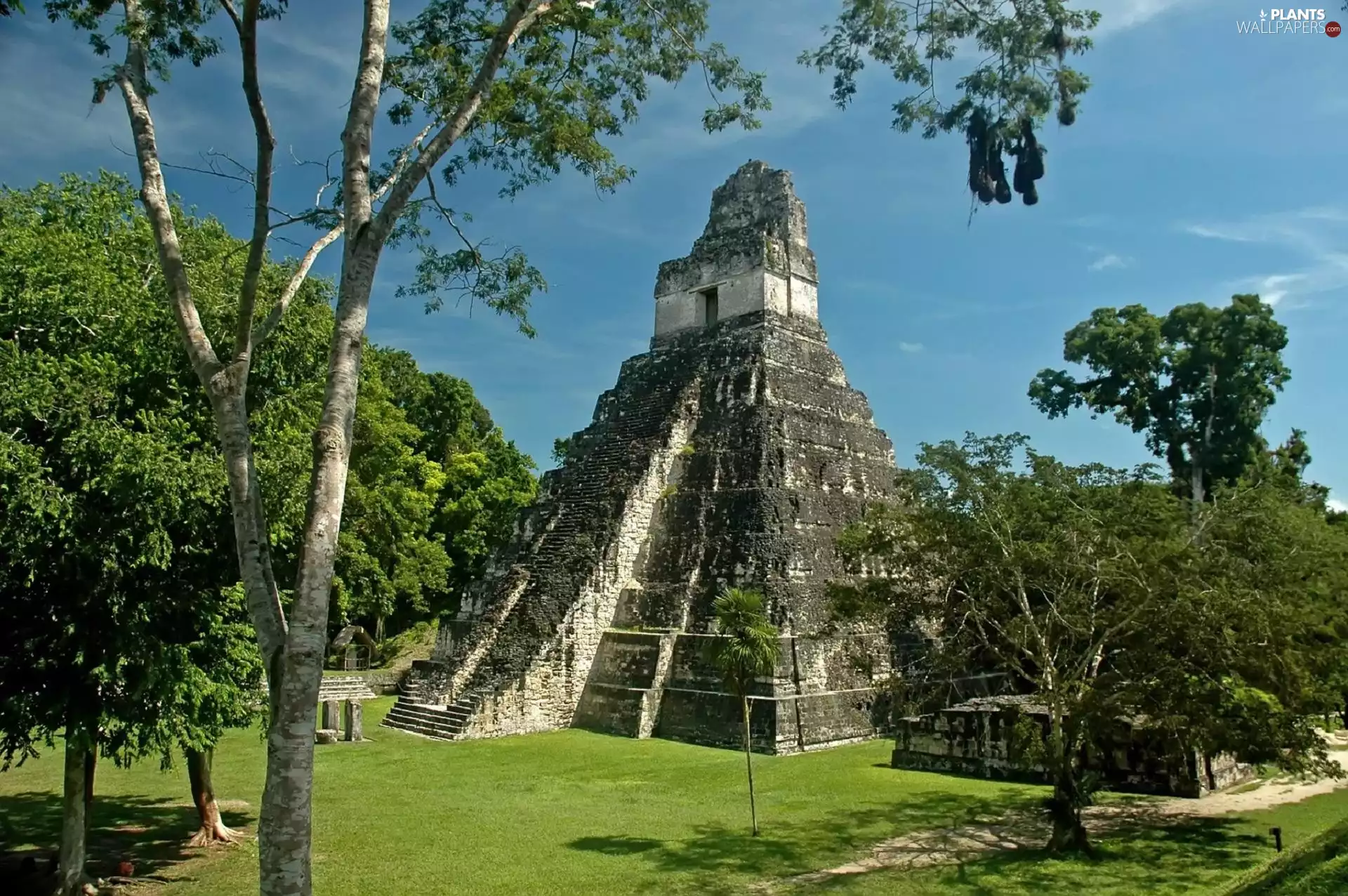 trees, viewes, Pyramid, Jaguar, Guatemala