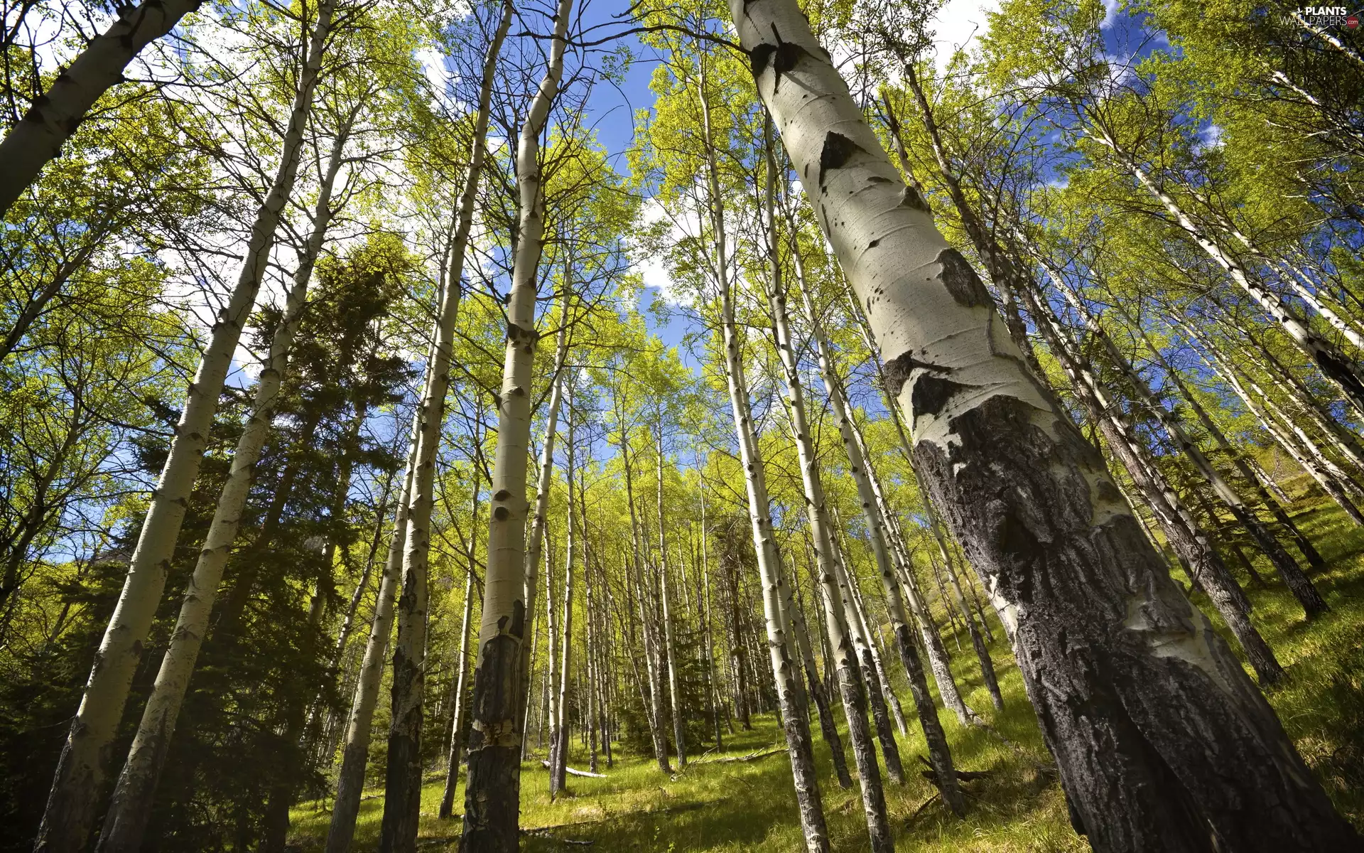 forest, viewes, Quaking Aspen, trees