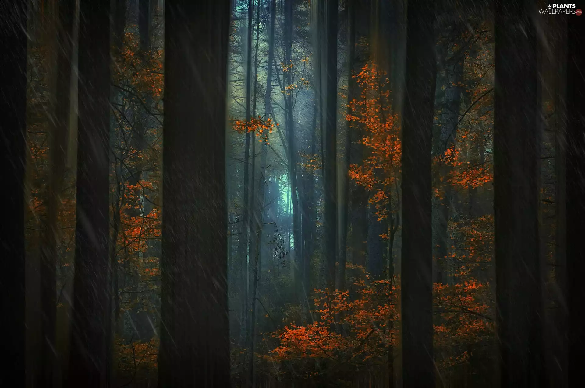 trees, viewes, Rain, forest, autumn