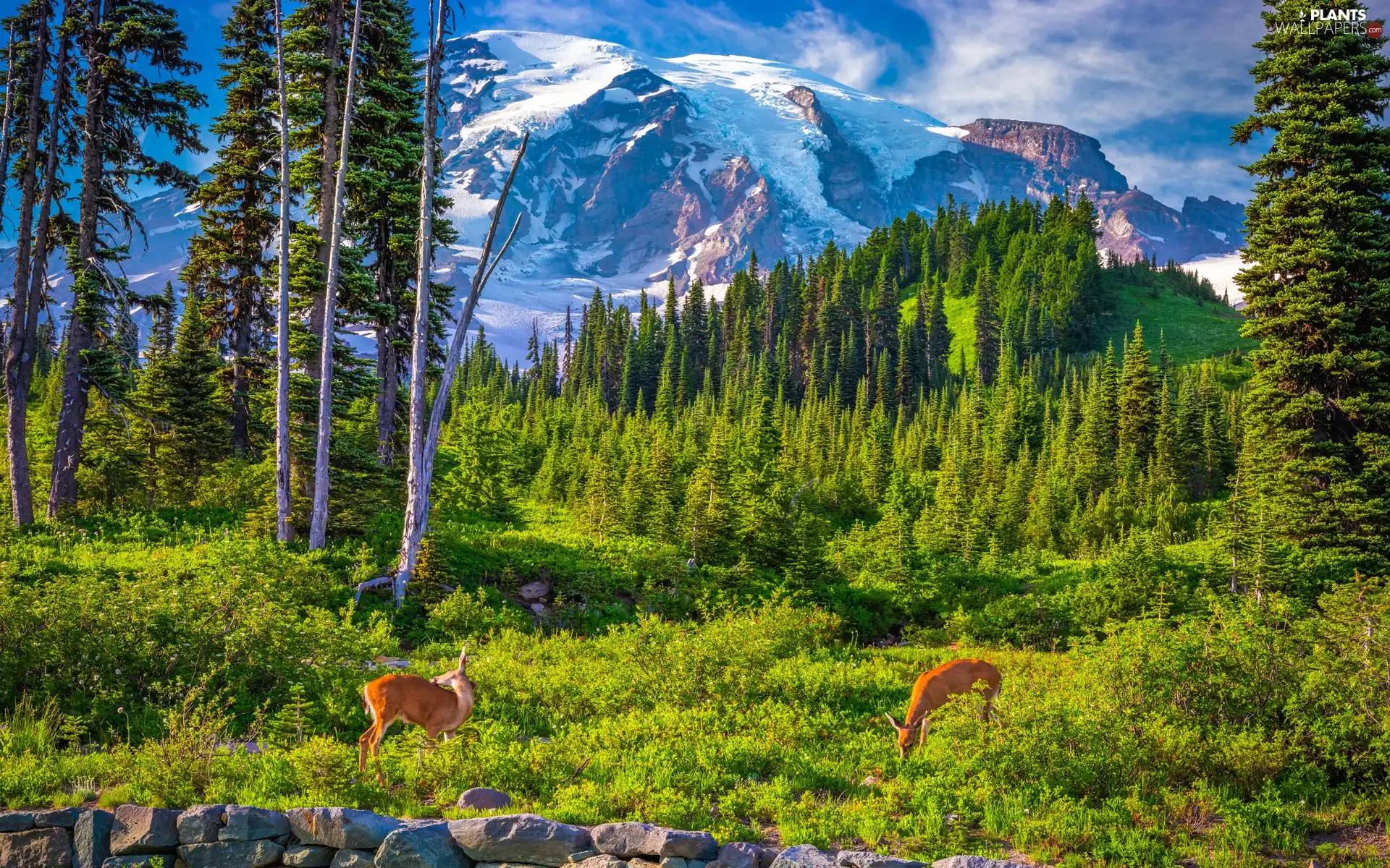 Mountains, Mount Rainier National Park, Stratovolcano Mount Rainier, trees, Washington State, The United States, deer, clouds, viewes