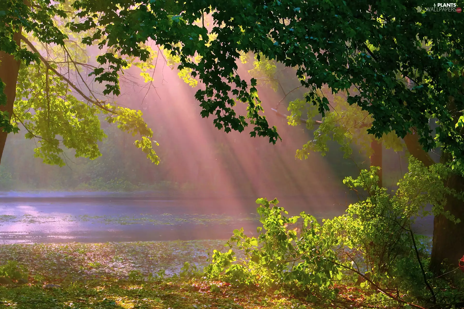 trees, viewes, rays, sunny, lake