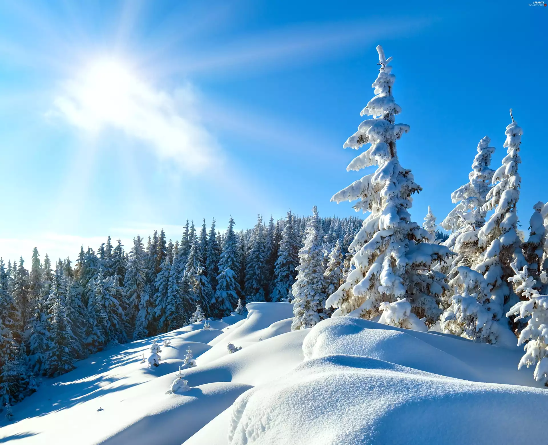 sun, winter, trees, viewes, Snowy, rays
