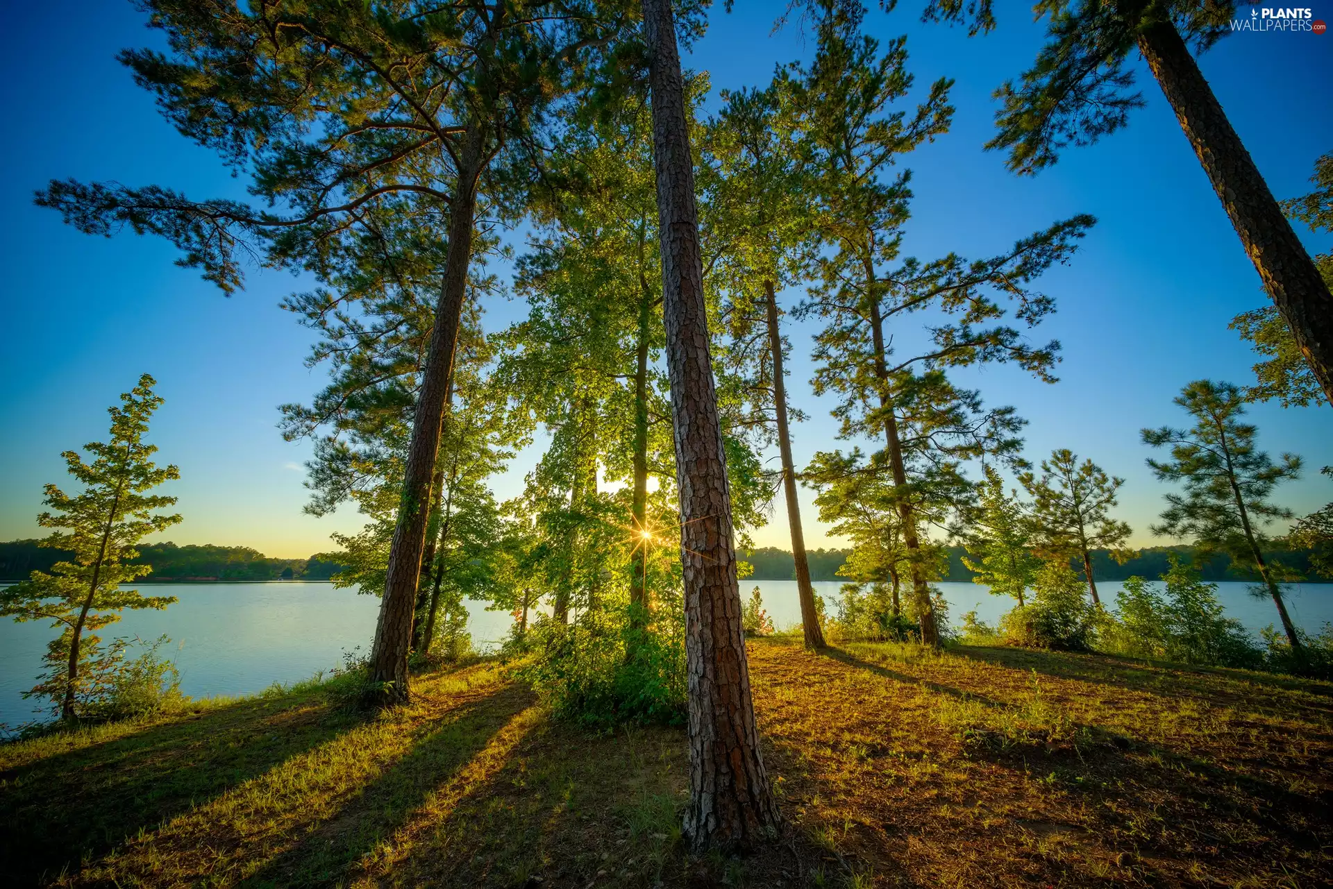 Lake West Point, State of Alabama, viewes, Veasey Creek Recreation Area, The United States, trees, pine