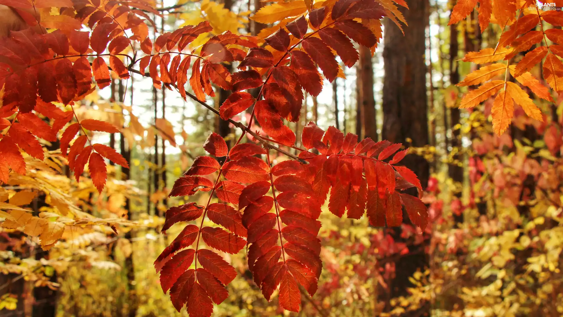 trees, viewes, Red, Leaf, Autumn