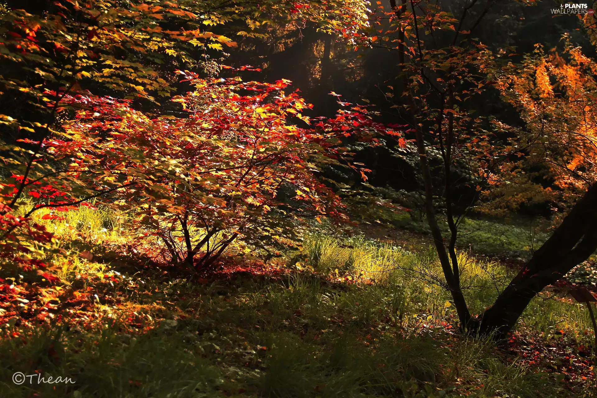 grass, trees, Red, viewes, autumn, color, Leaf