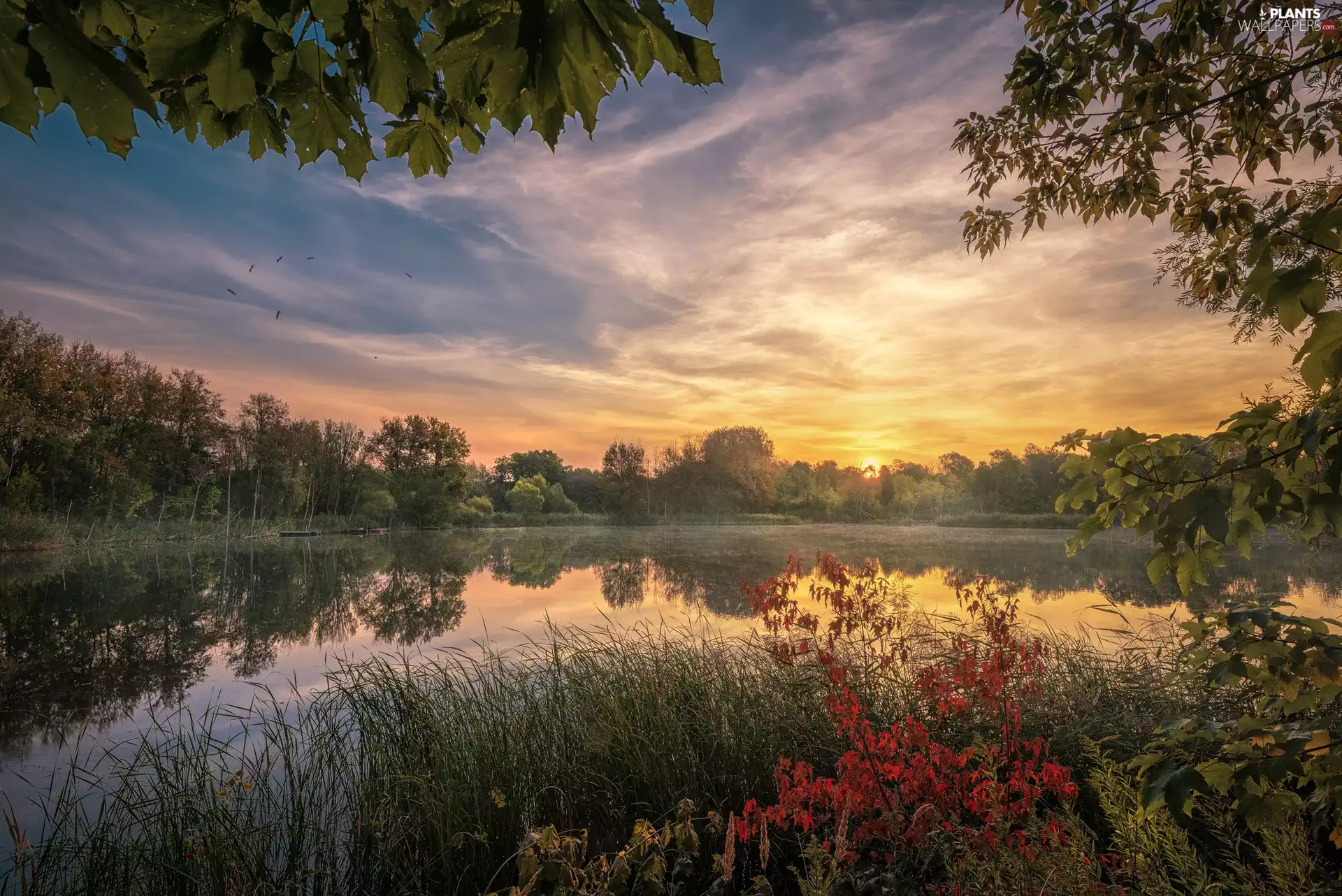 viewes, trees, branch pics, Bush, clouds, Fog, Sunrise, reflection, lake