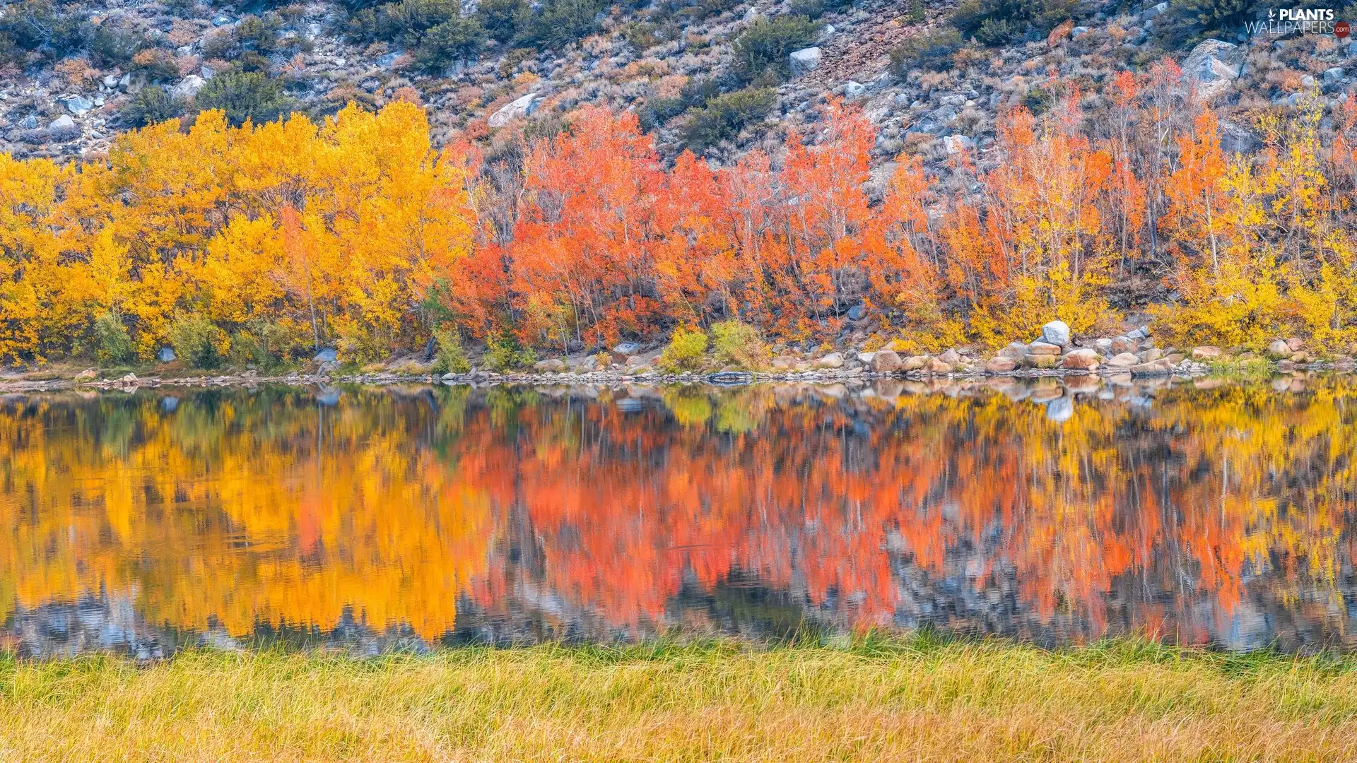 River, trees, reflection, viewes, autumn, grass, Stones