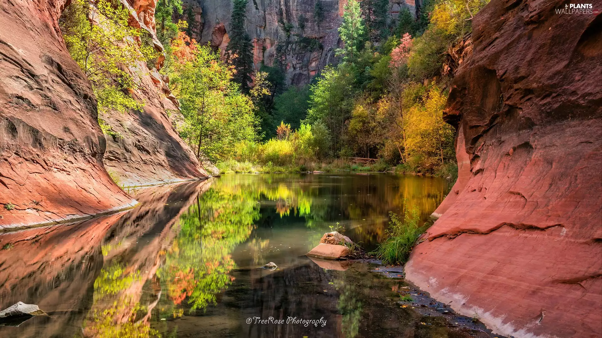 Arizona, The United States, Sedona, rocks, viewes, reflection, River, trees, canyon