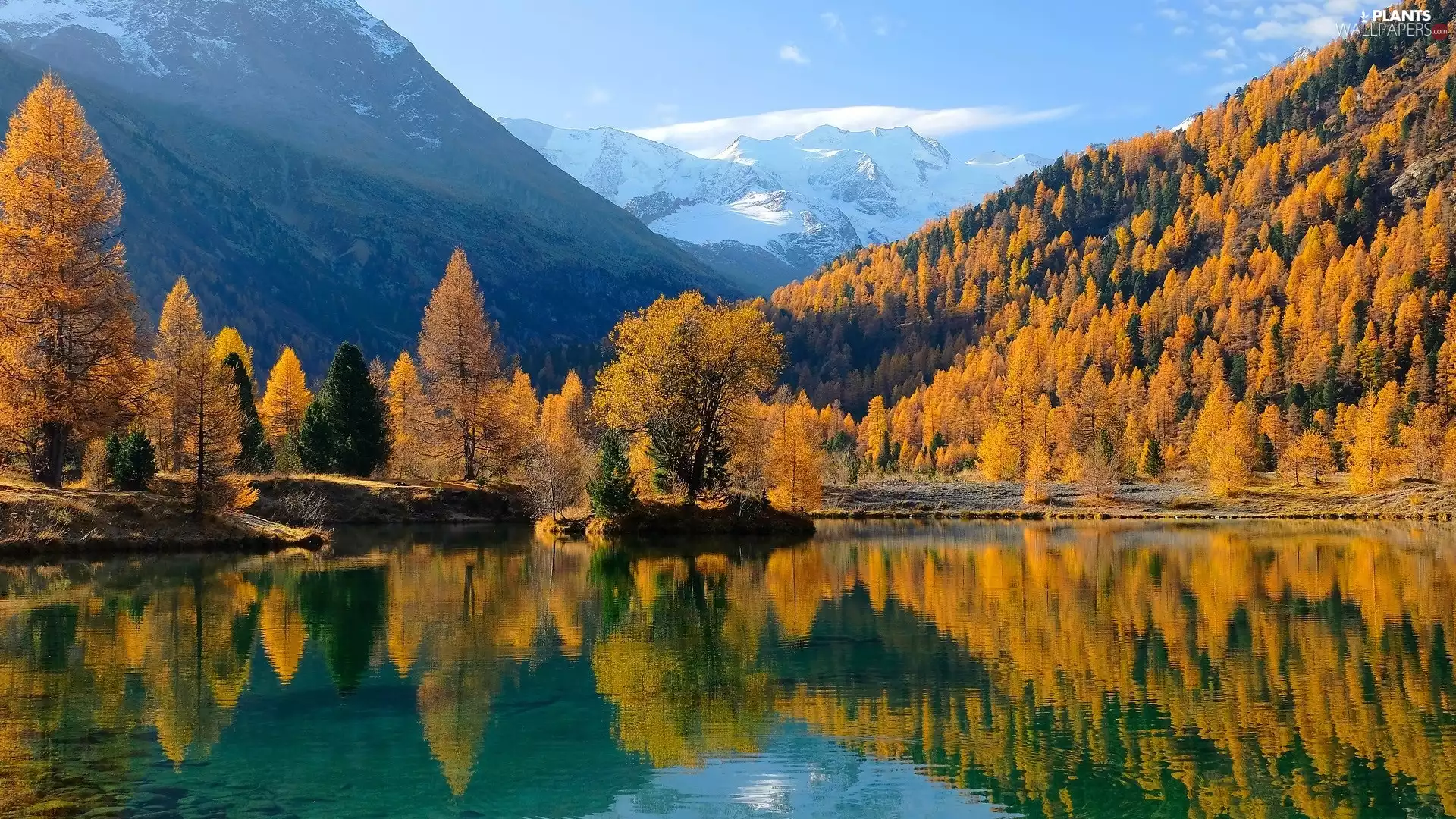 lake, Yellow, reflection, trees, Larches, Mountains, autumn, viewes
