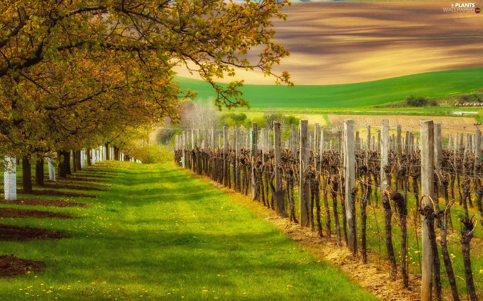 field, Czech Republic, viewes, vineyards, trees, Moravia