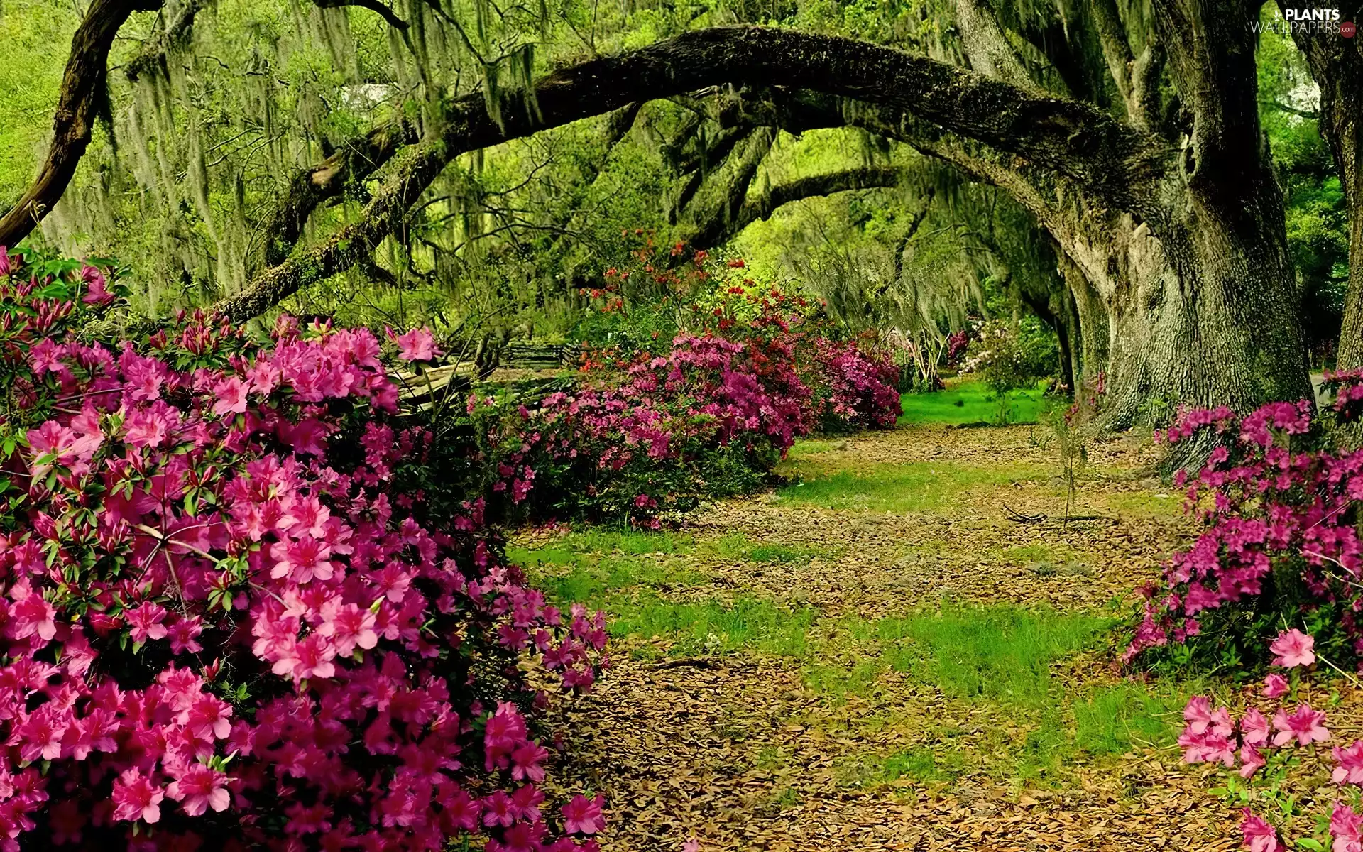 trees, viewes, Rhododendron, Garden, Flowers
