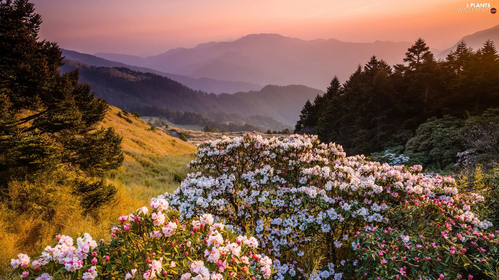 Rhododendrons, Flowers, trees, viewes, Mountains, Rhododendron