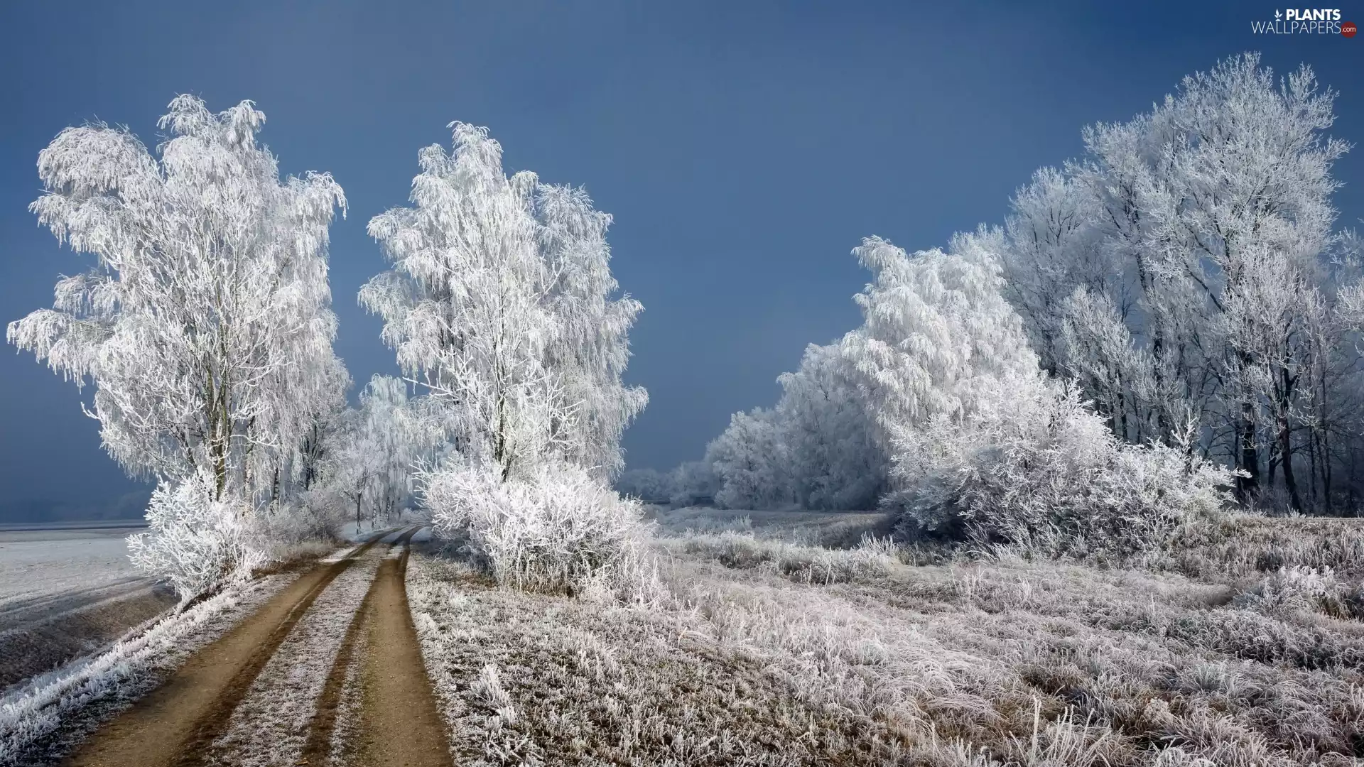 Way, winter, trees, viewes, frosty, rime