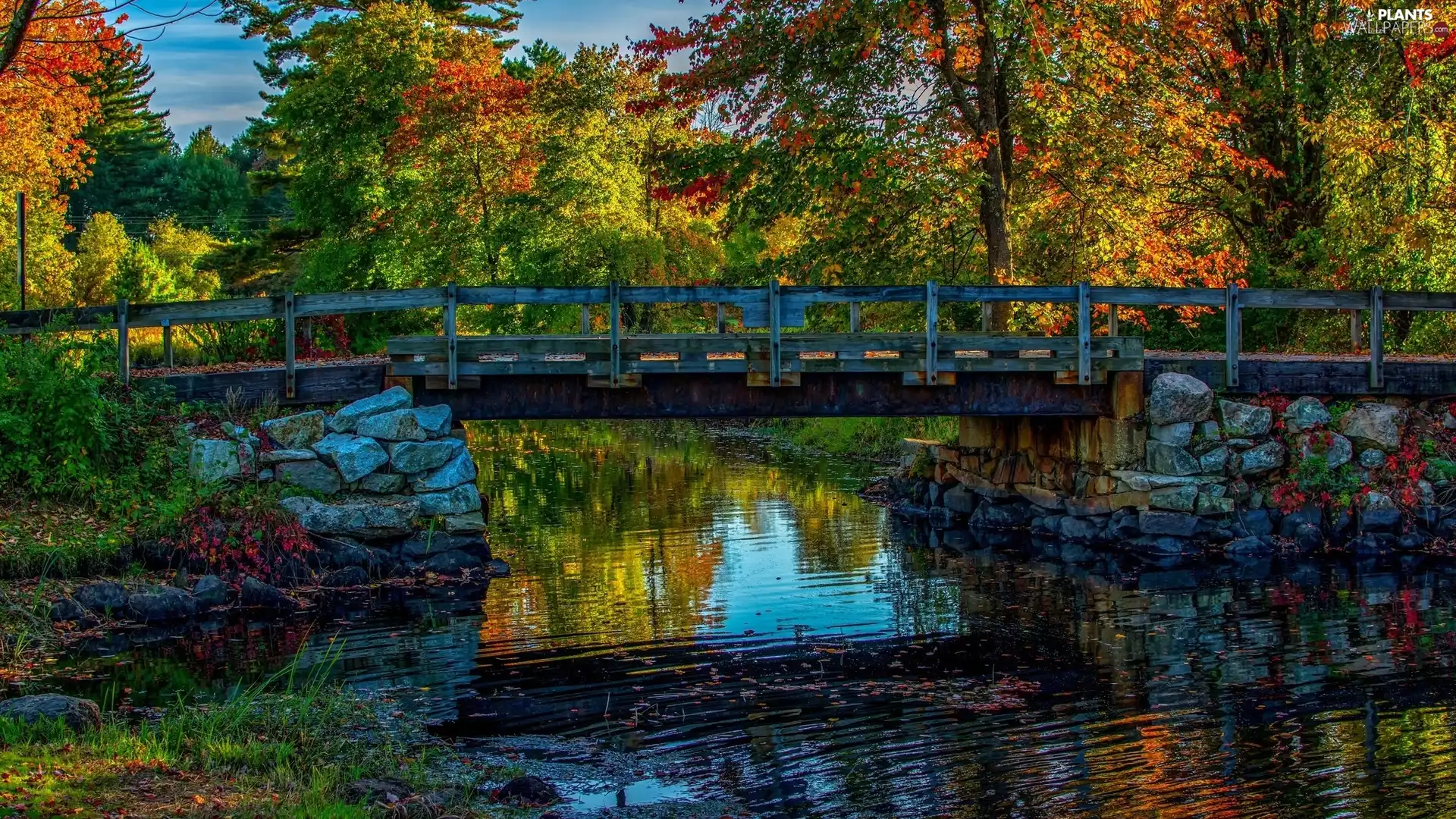 trees, viewes, River, bridge, autumn