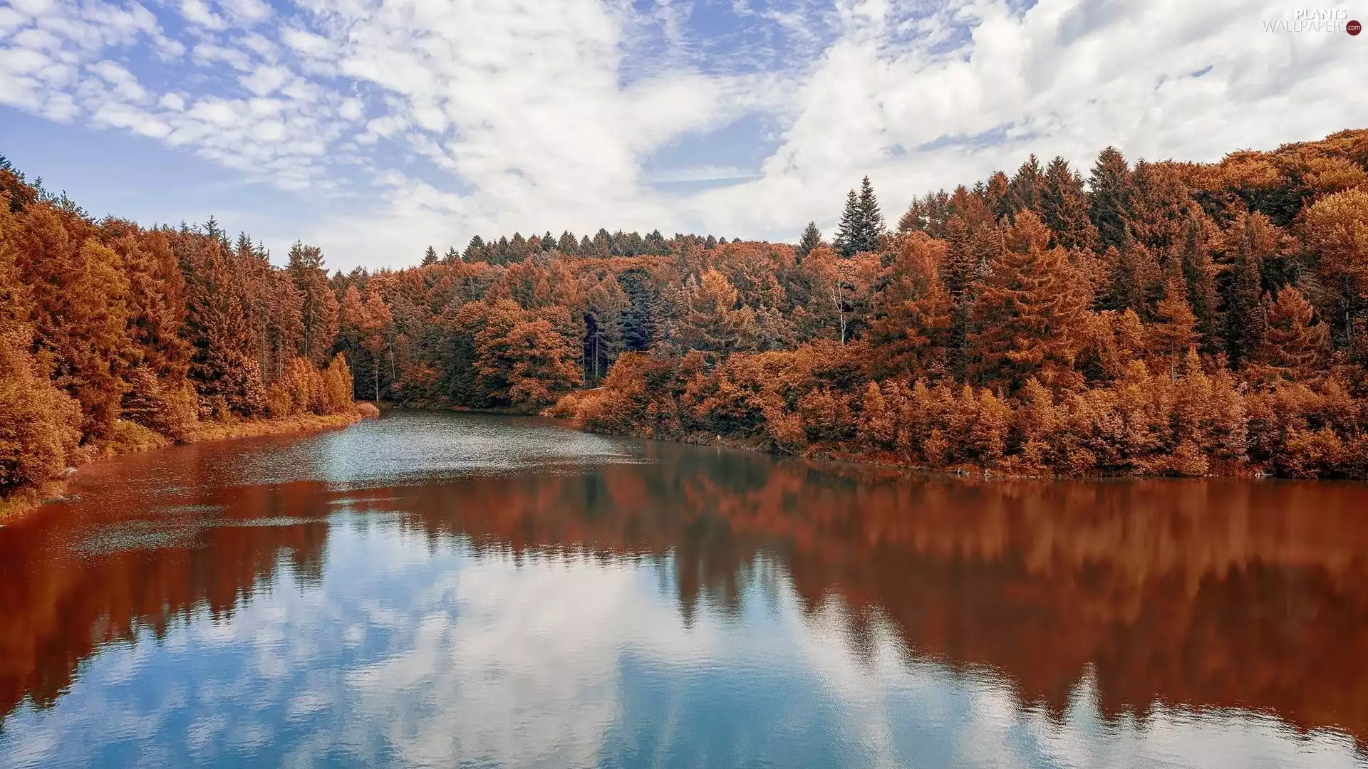 trees, viewes, River, woods, autumn