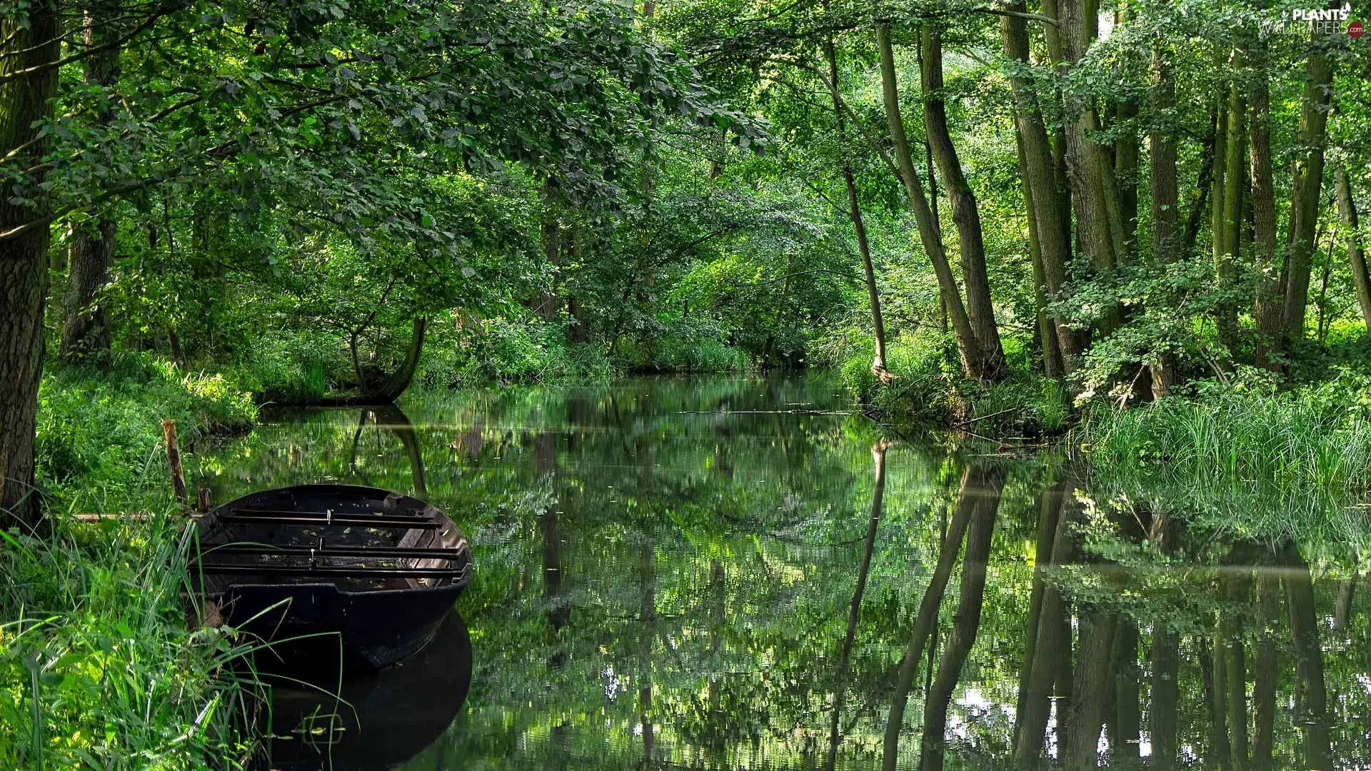 trees, viewes, River, forest, Boat
