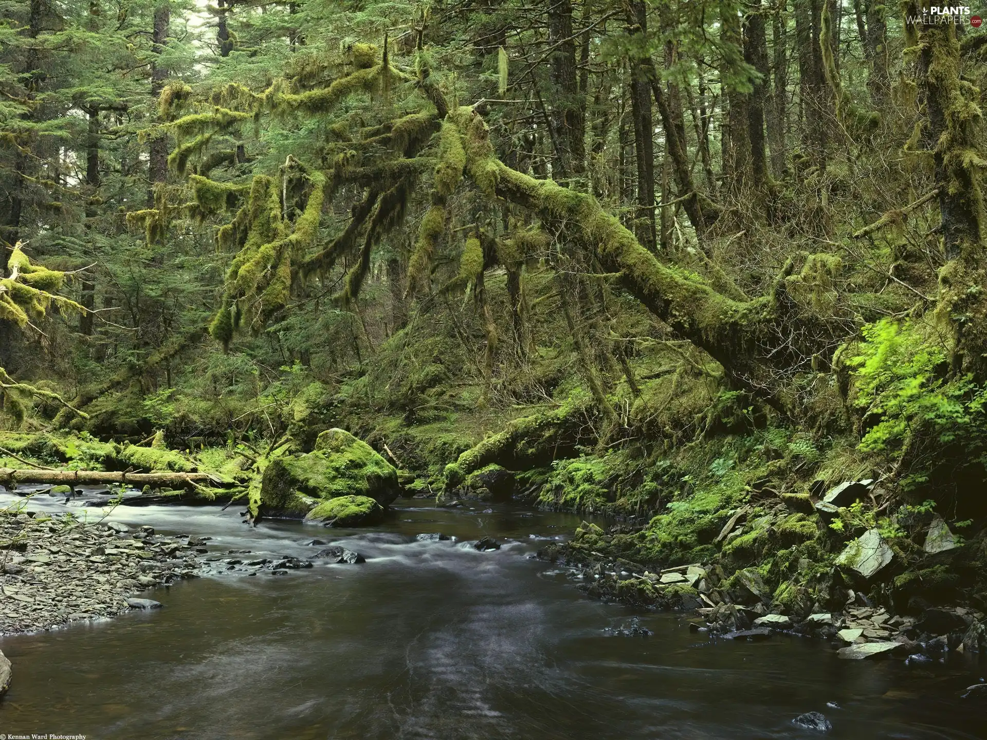 viewes, River, old, trees, forest