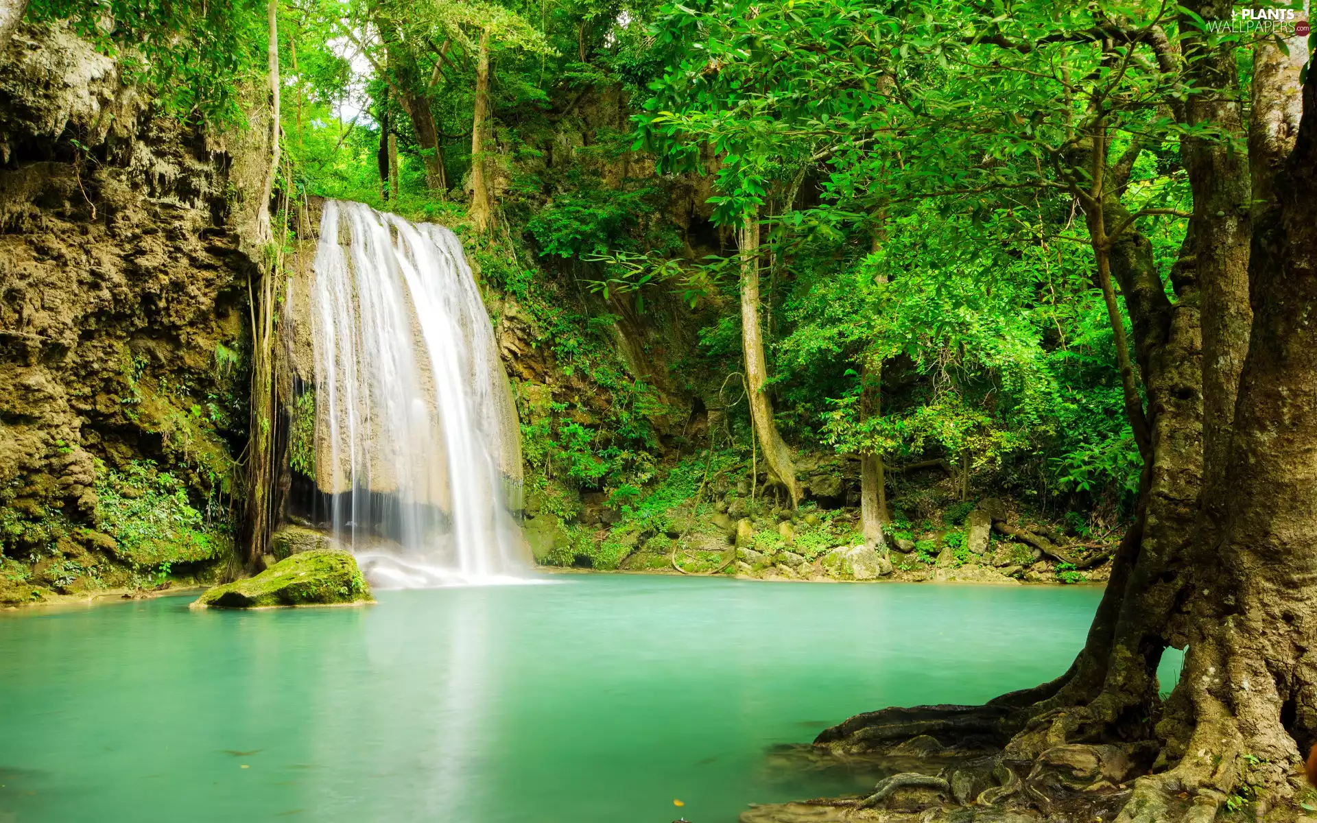 trees, viewes, River, waterfall, forest