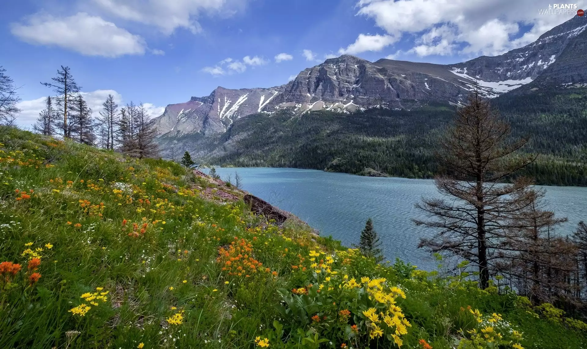 trees, viewes, River, Flowers, Mountains