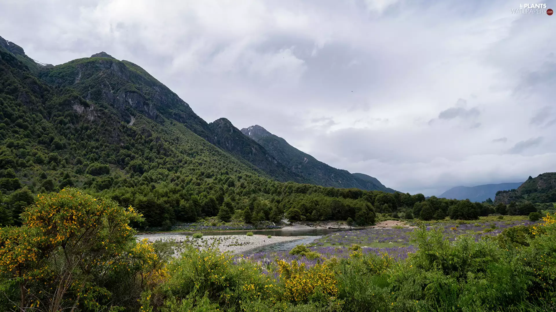 trees, viewes, River, woods, Mountains