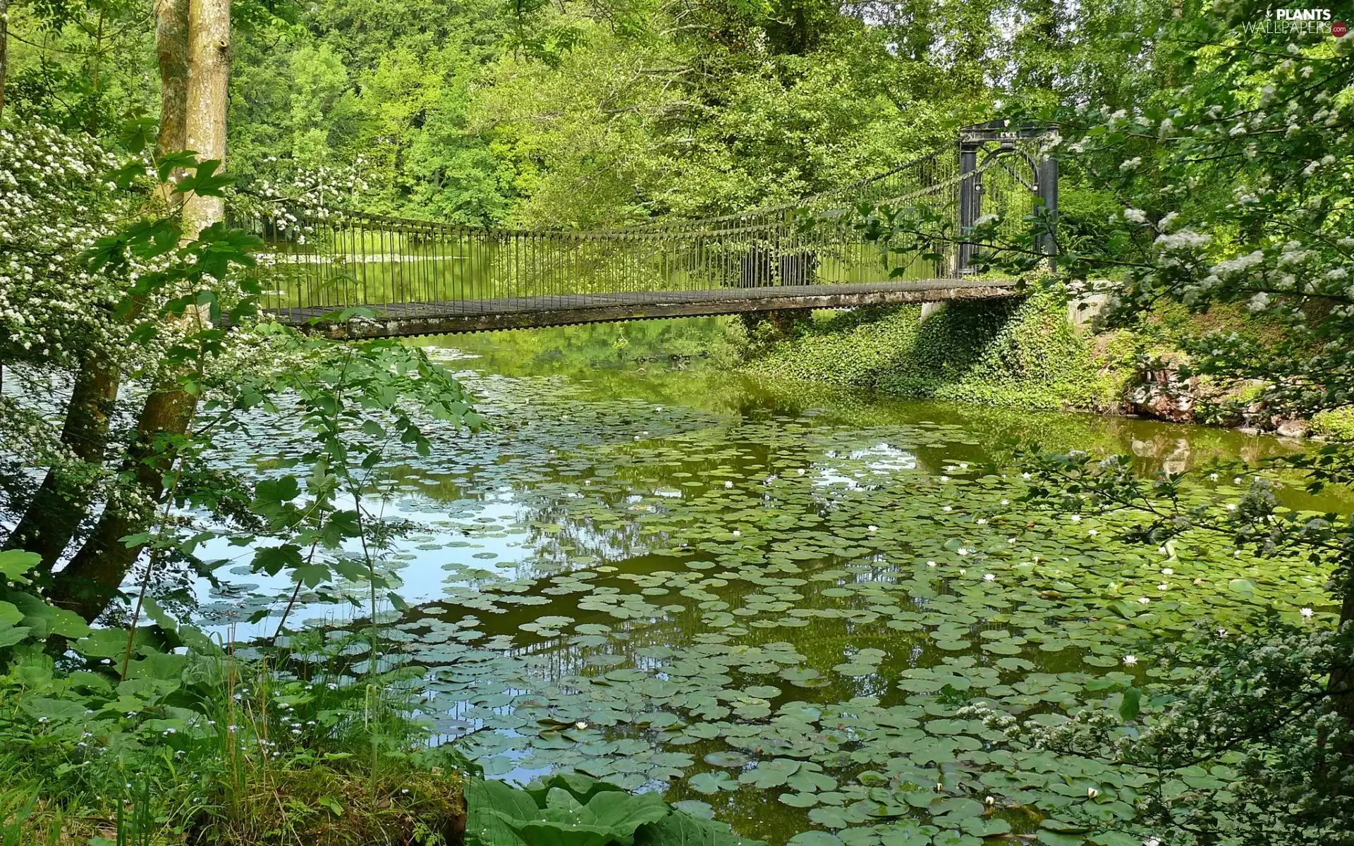 trees, viewes, River, bridge, Park