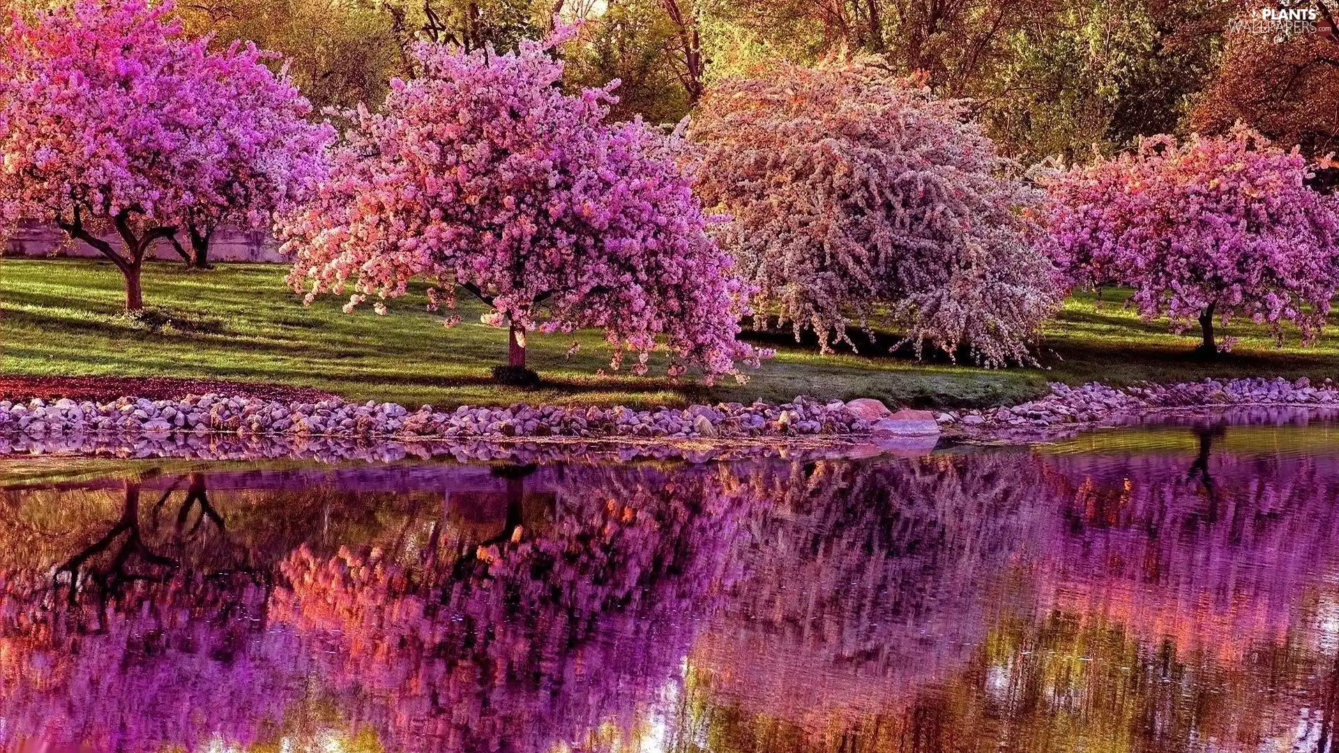 trees, viewes, River, Flourished, Spring