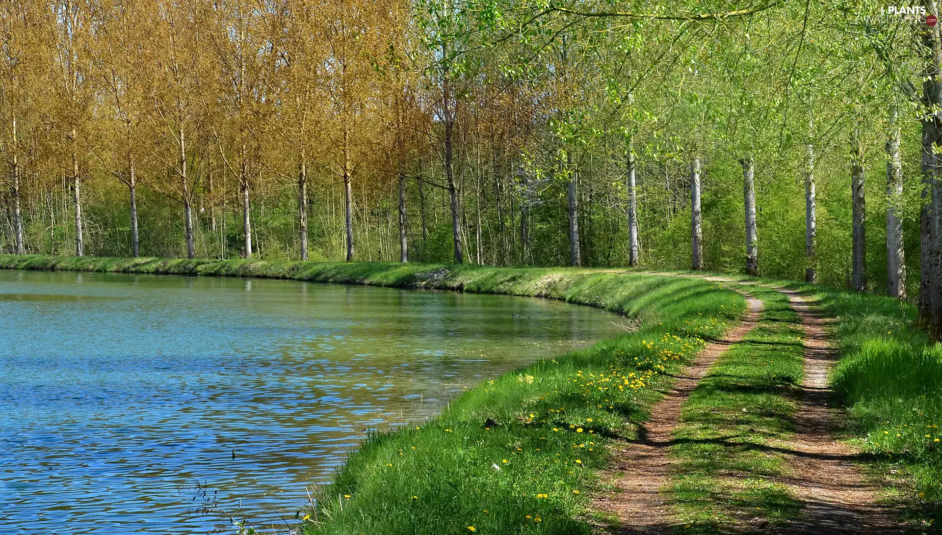 trees, viewes, River, Path, Spring