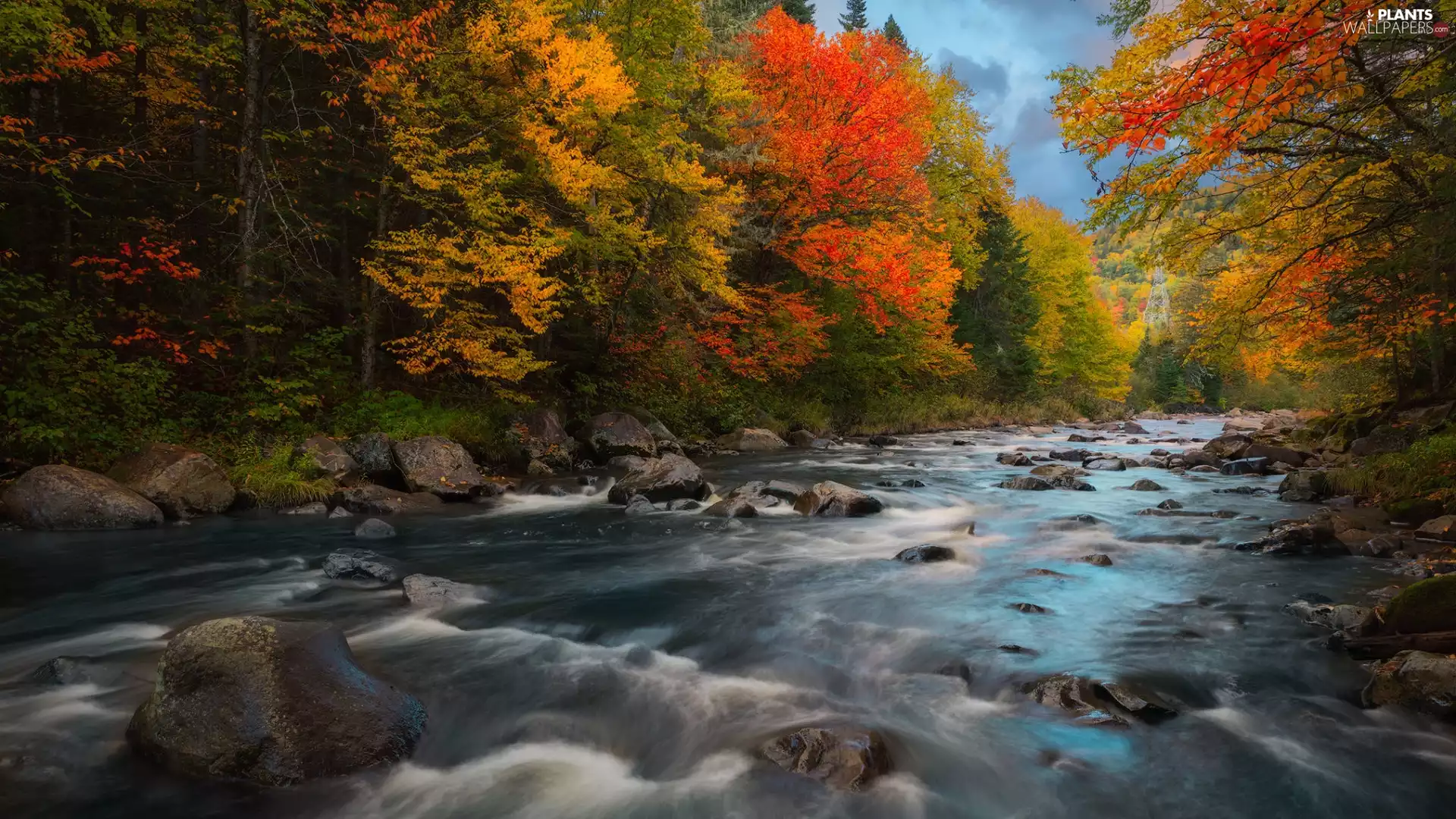 trees, viewes, River, autumn, Stones