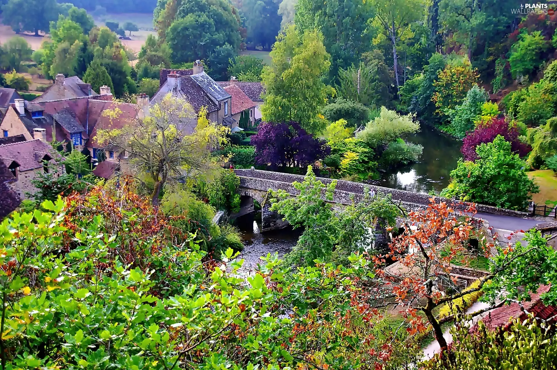 trees, viewes, River, bridge, Town