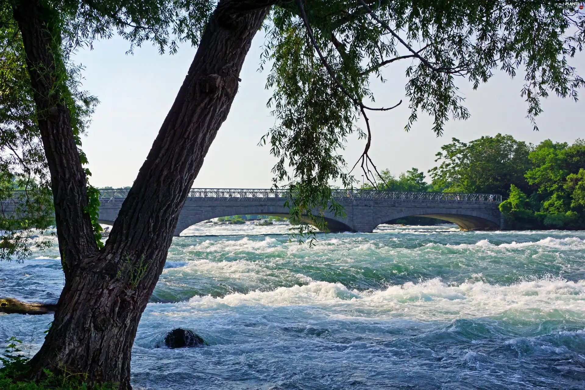 River, trees, viewes, bridge