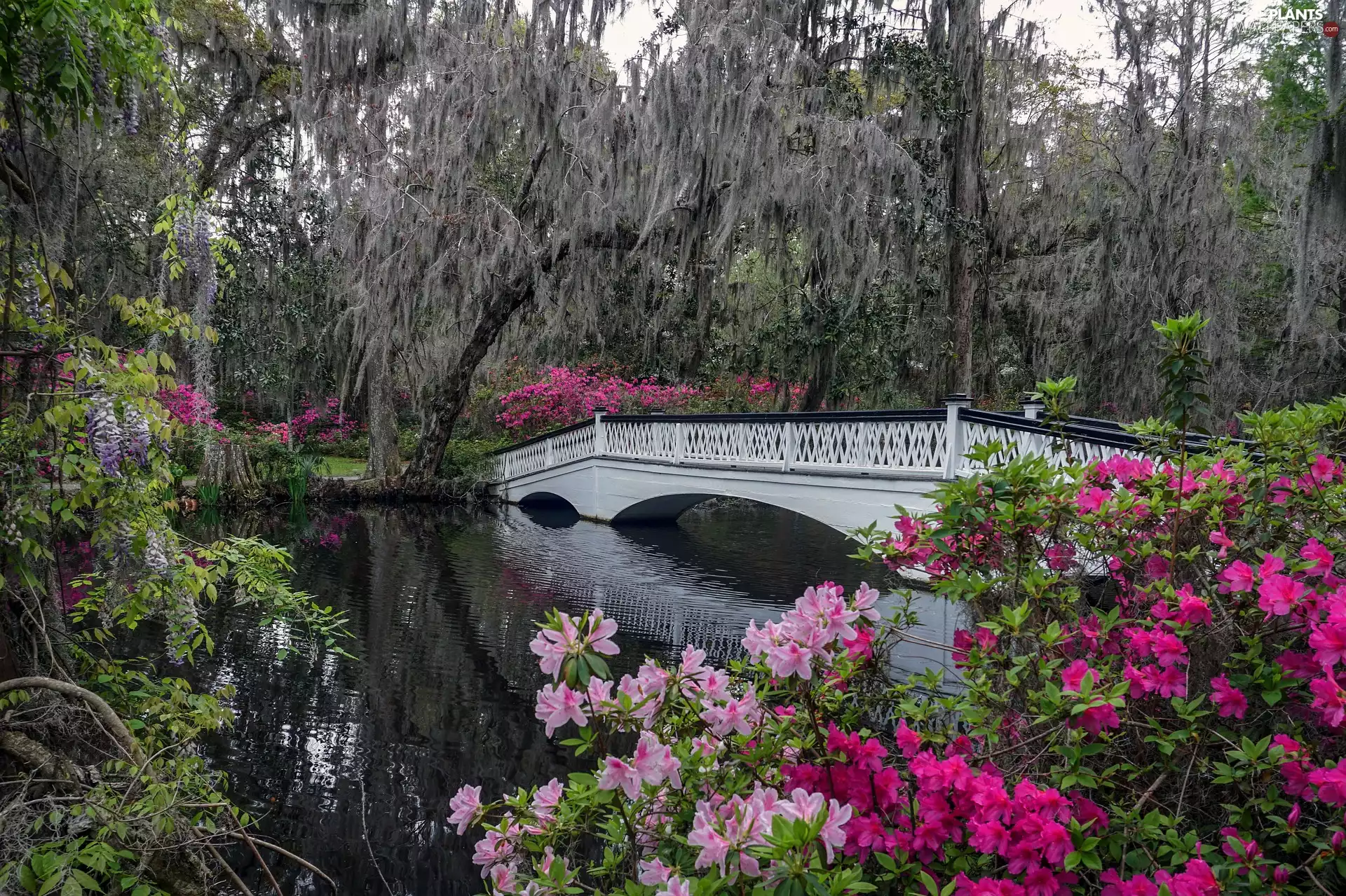bridges, Park, trees, viewes, Azaleas, River