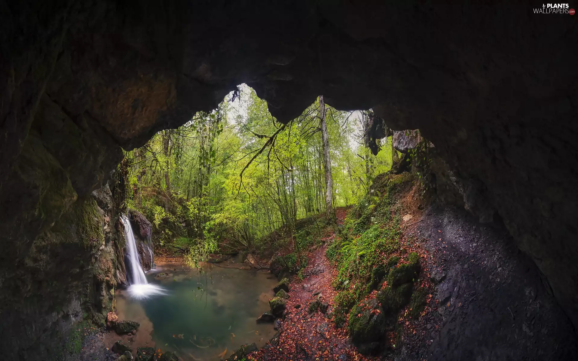 cave, waterfall, trees, viewes, forest, River
