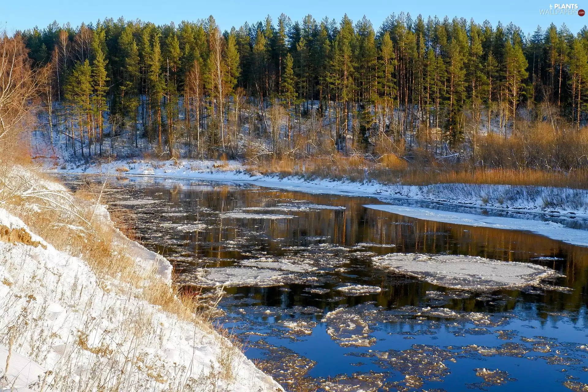 floe, winter, trees, viewes, forest, River
