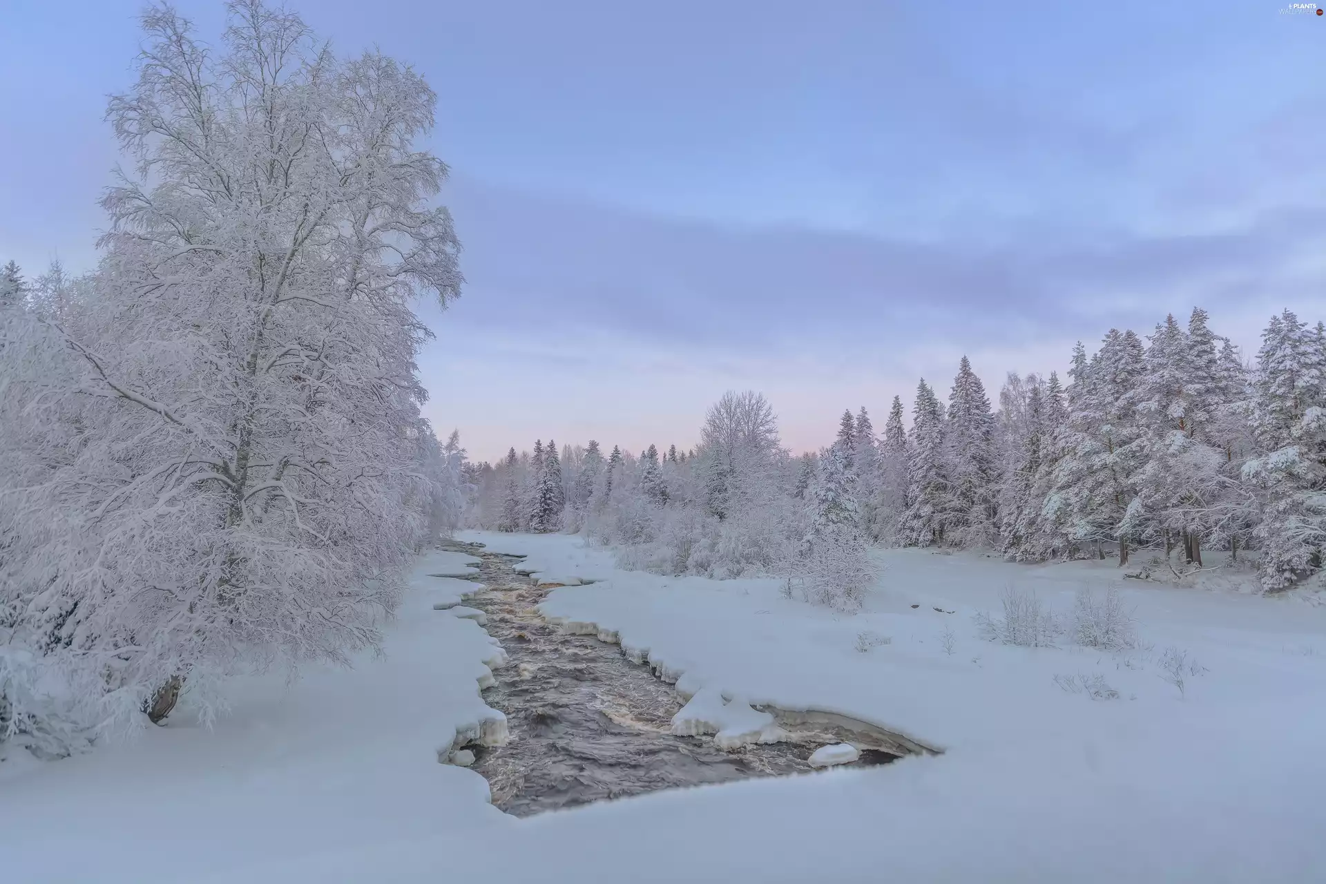 forest, winter, trees, viewes, frosty, River