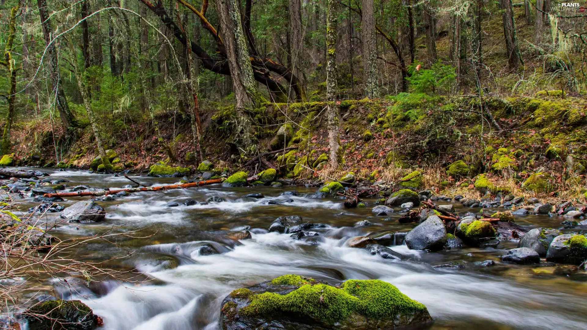 forest, tear, trees, viewes, Stones, River