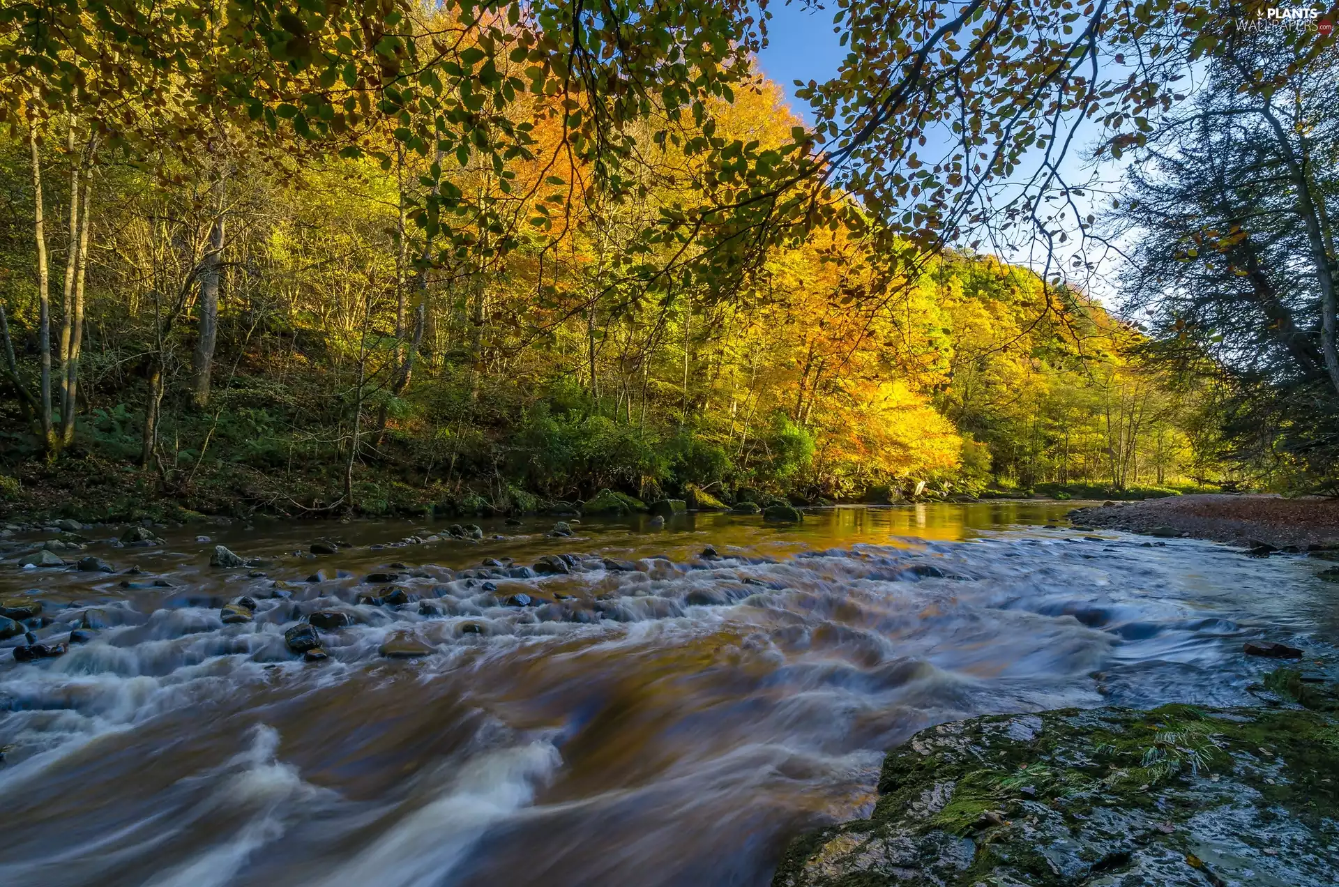 Stones, autumn, trees, viewes, forest, River