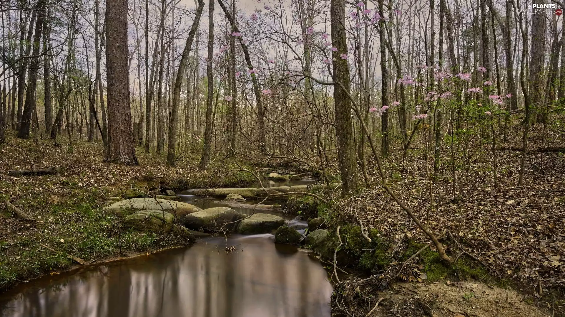 Flourished, trees, River, viewes, forest, Twigs, Stones