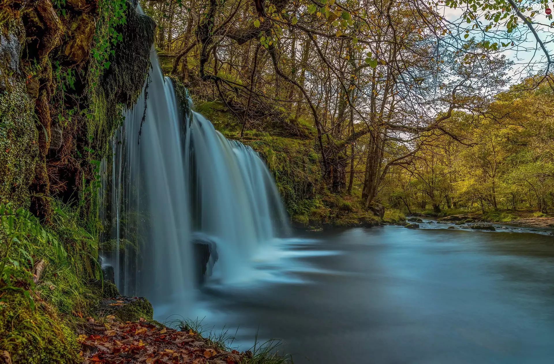 forest, trees, River, viewes, autumn, Leaf, waterfall