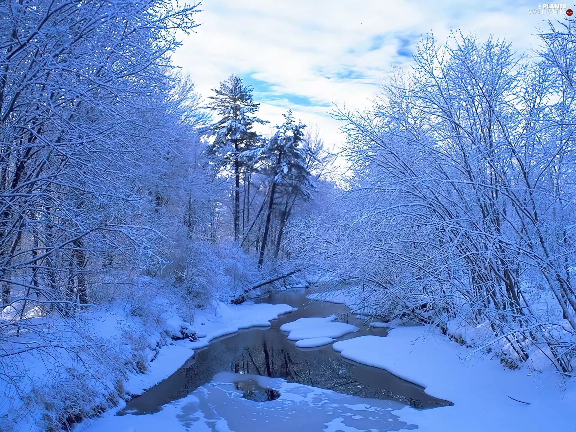 trees, viewes, River, Snowy, winter