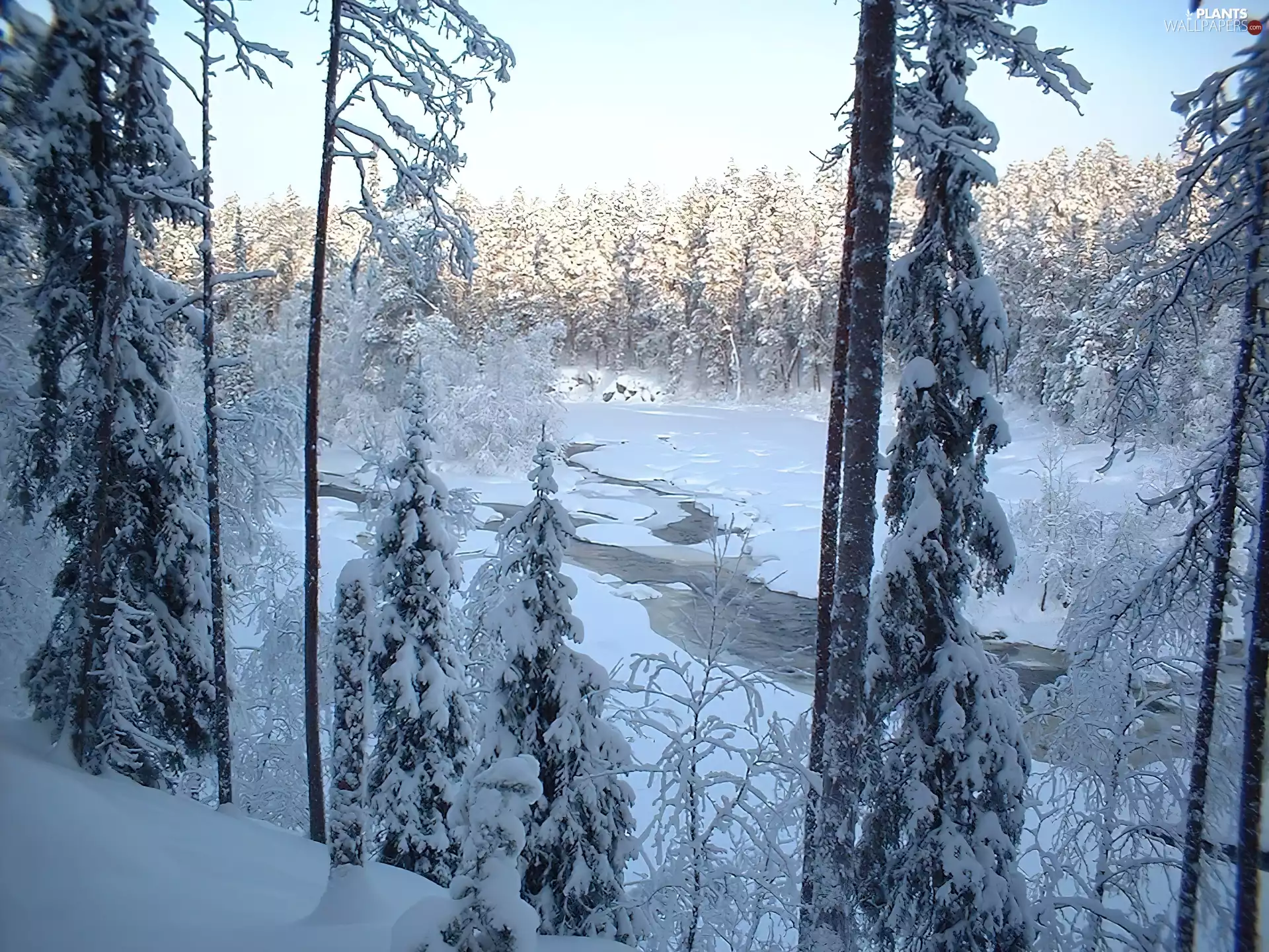 trees, viewes, River, Snowy, winter